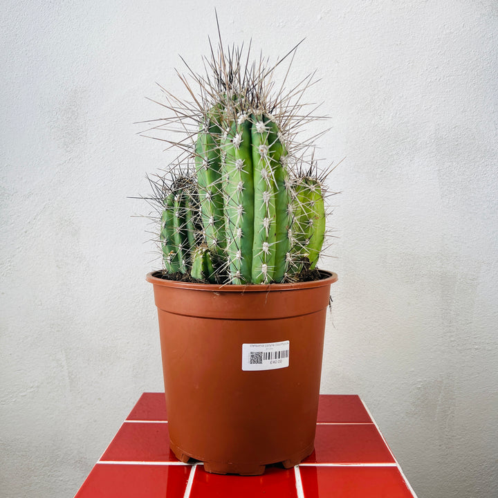 Stetsonia coryne (Toothpick Cactus)