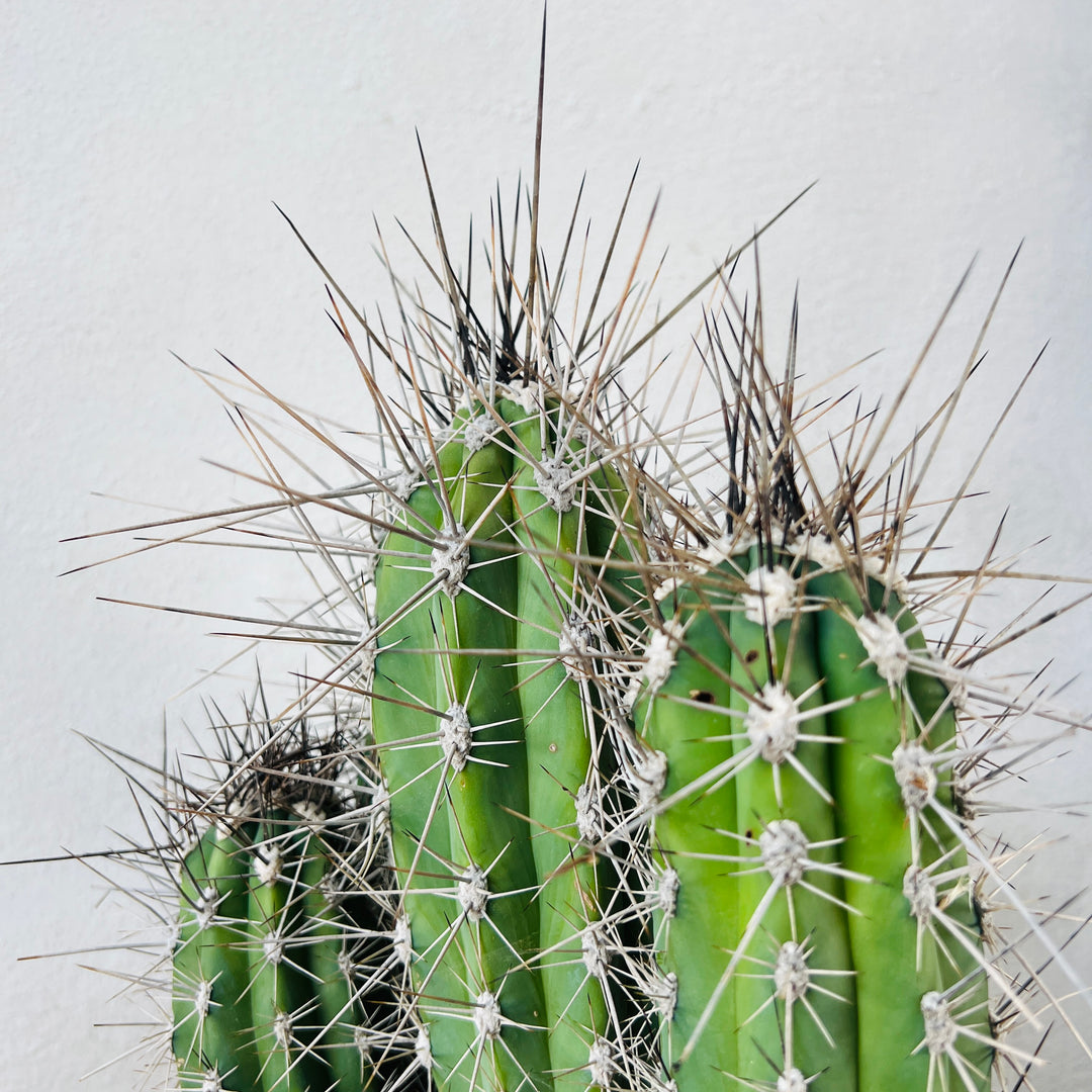 Stetsonia coryne (Toothpick Cactus)