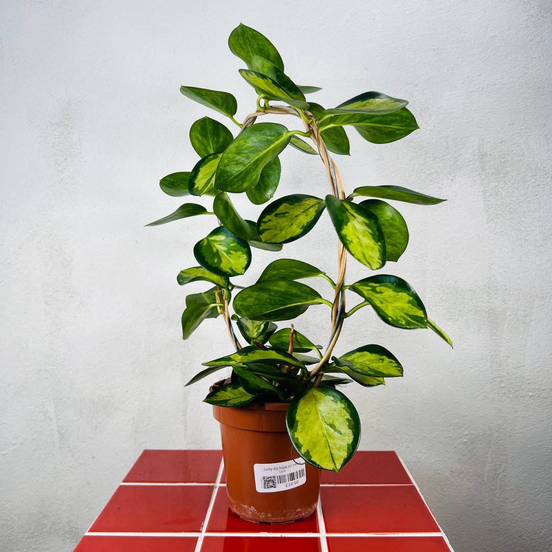 Lucky Dip Hoya on Trellis