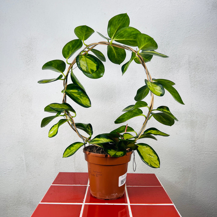 Lucky Dip Hoya on Trellis