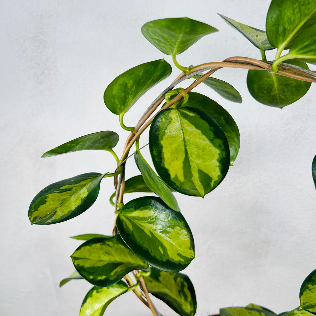 Lucky Dip Hoya on Trellis