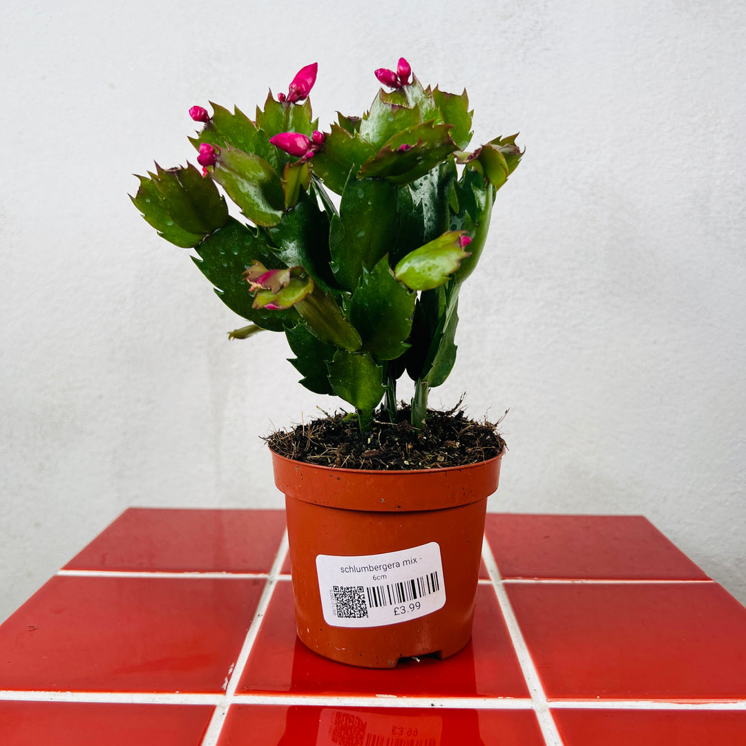 Schlumbergera Mix -Christmas/easter/holiday cactus/