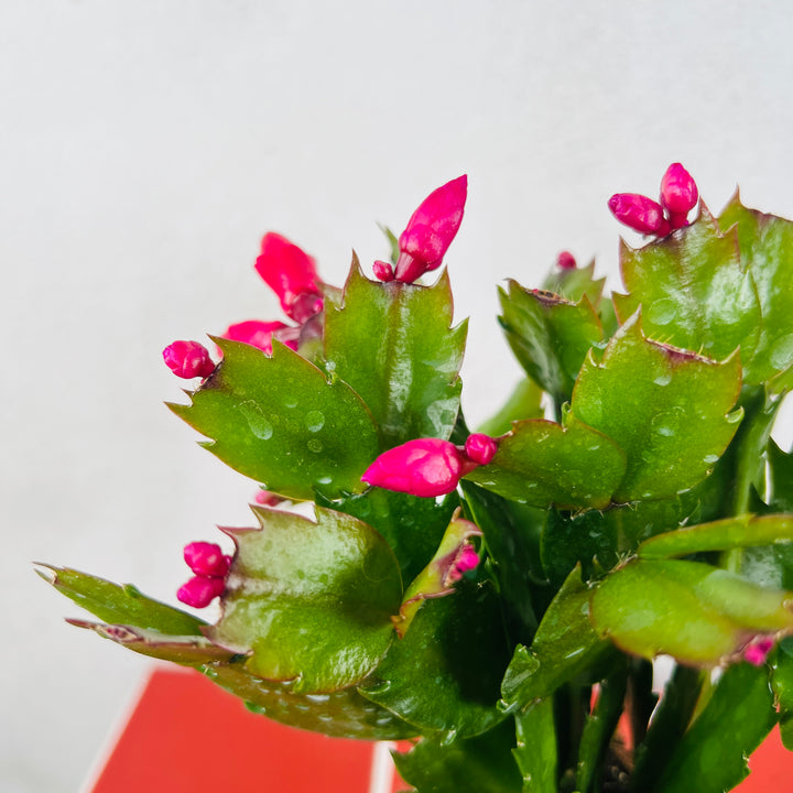 Schlumbergera Mix -Christmas/easter/holiday cactus/