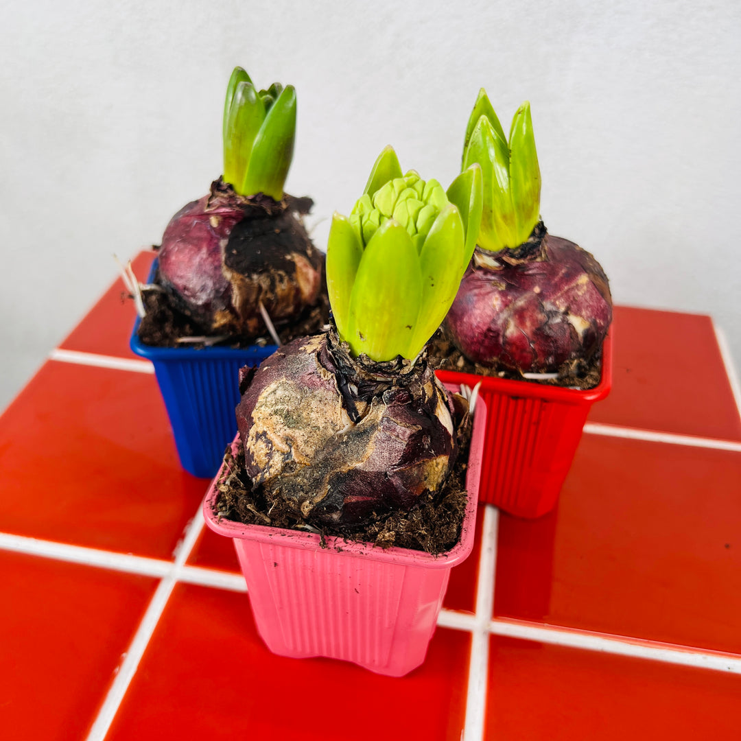 Hyacinthus mix