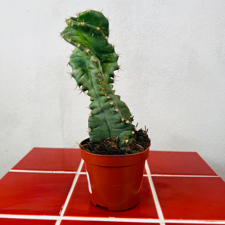 Cereus Forbesii Spirals - Twisted Cereus