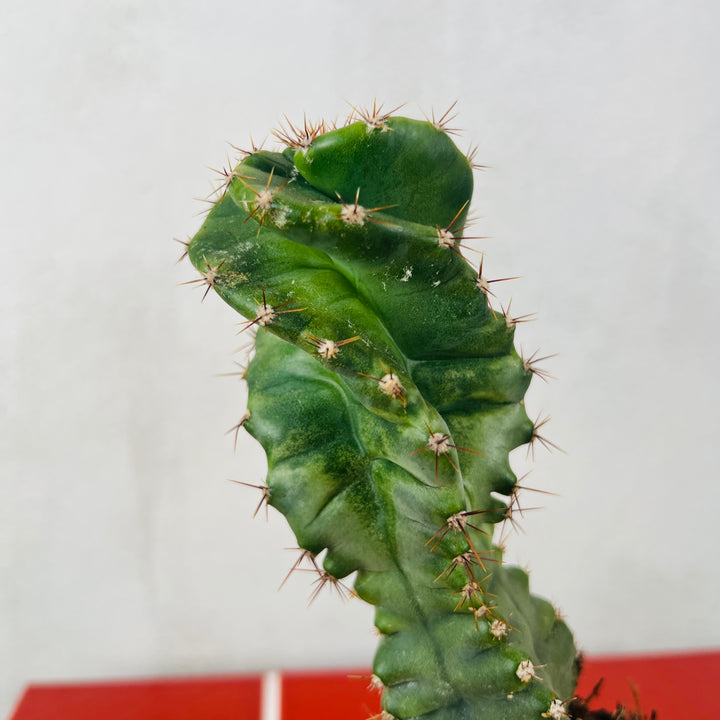 Cereus Forbesii Spirals - Twisted Cereus