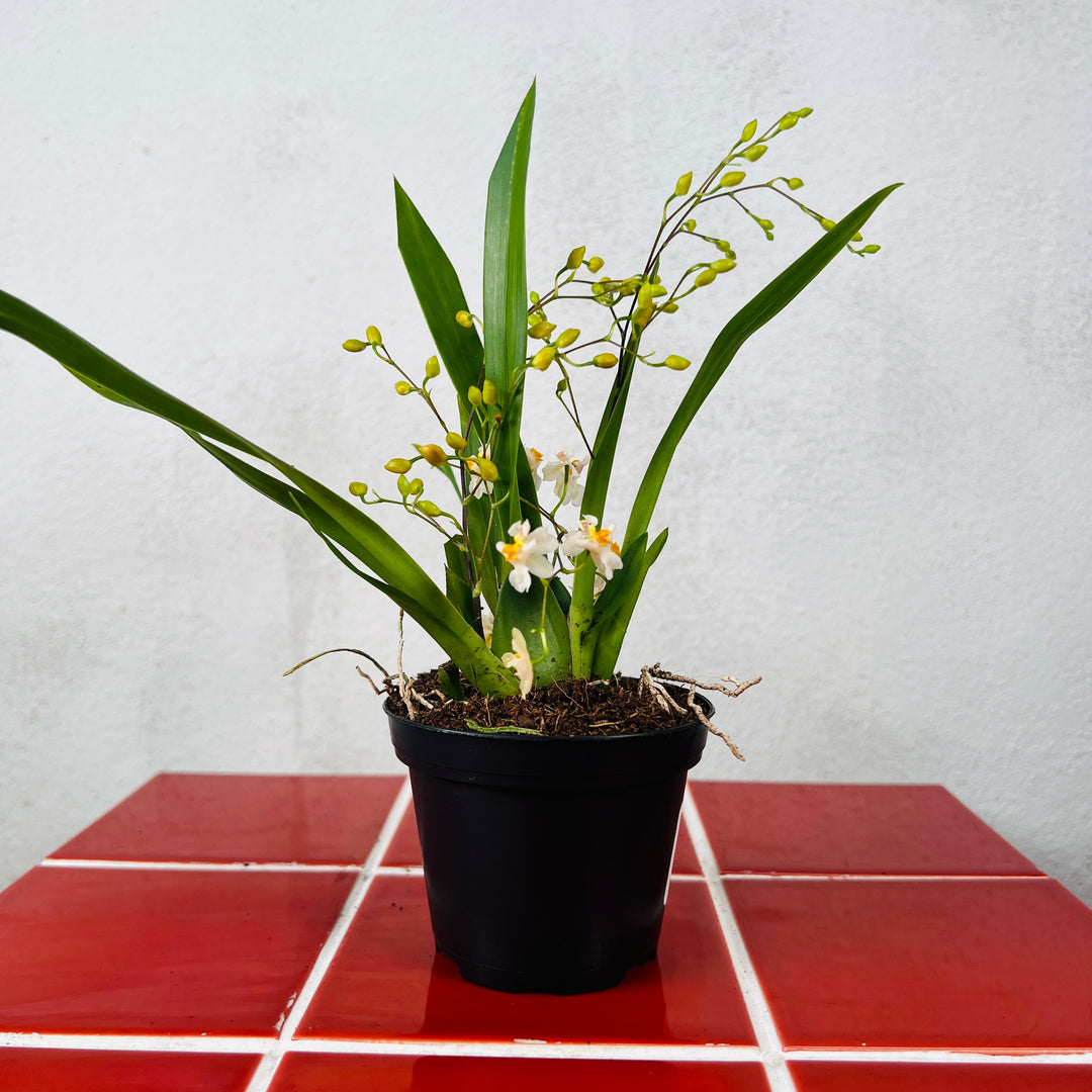 Oncidium Lucky dip – Dancing Lady Orchid