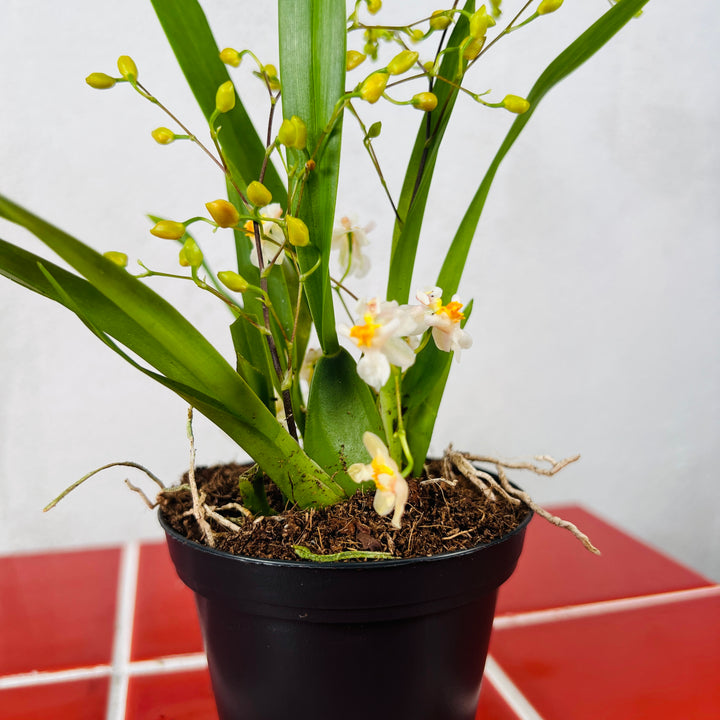 Oncidium Lucky dip – Dancing Lady Orchid