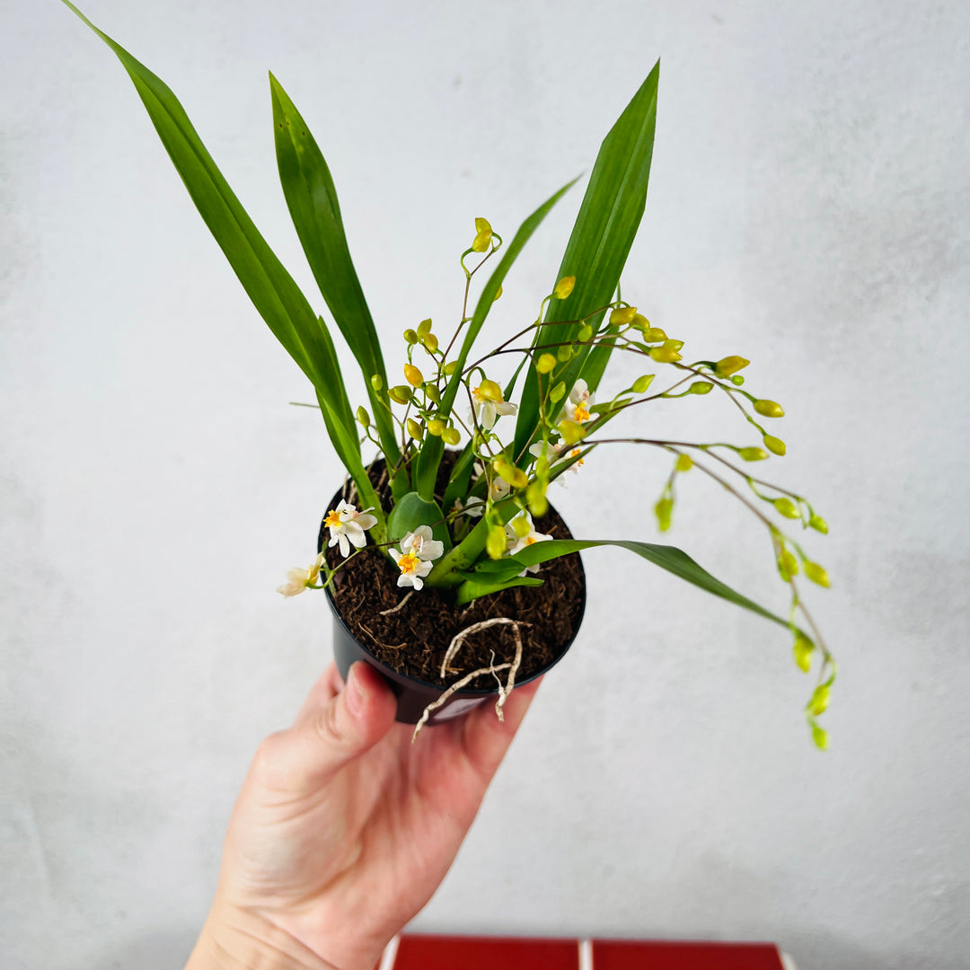 Oncidium Lucky dip – Dancing Lady Orchid