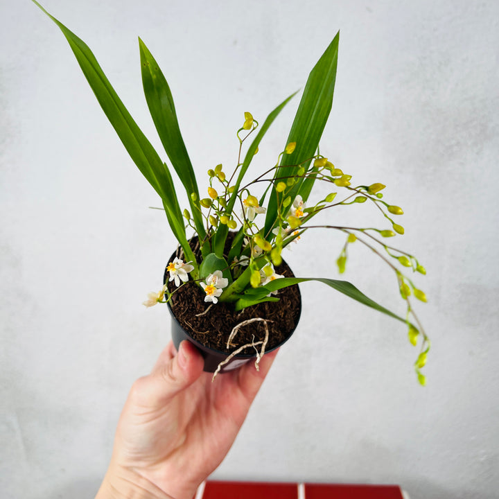 Oncidium Lucky dip – Dancing Lady Orchid