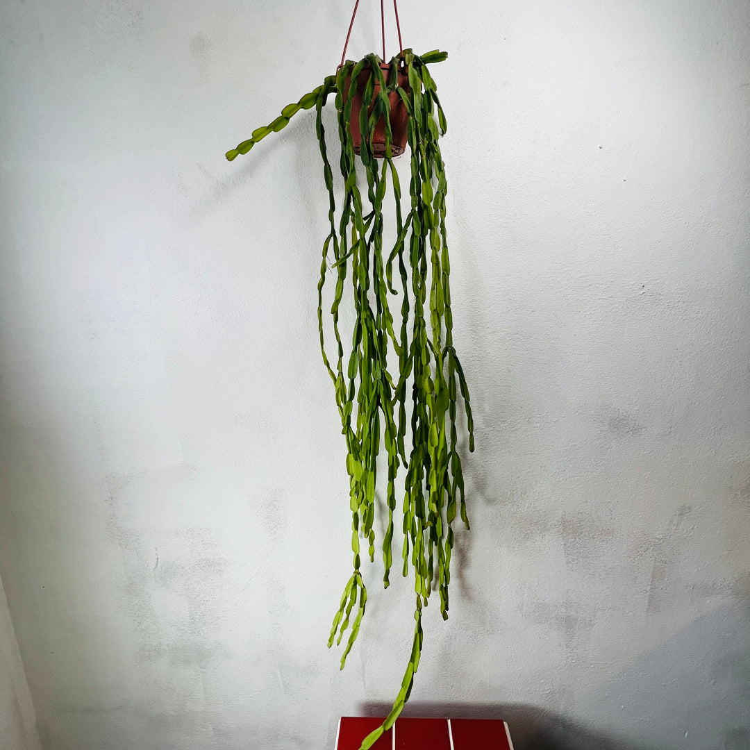 types of trailing cactus Rhipsalis paradoxa – Trailing Chain Cactus