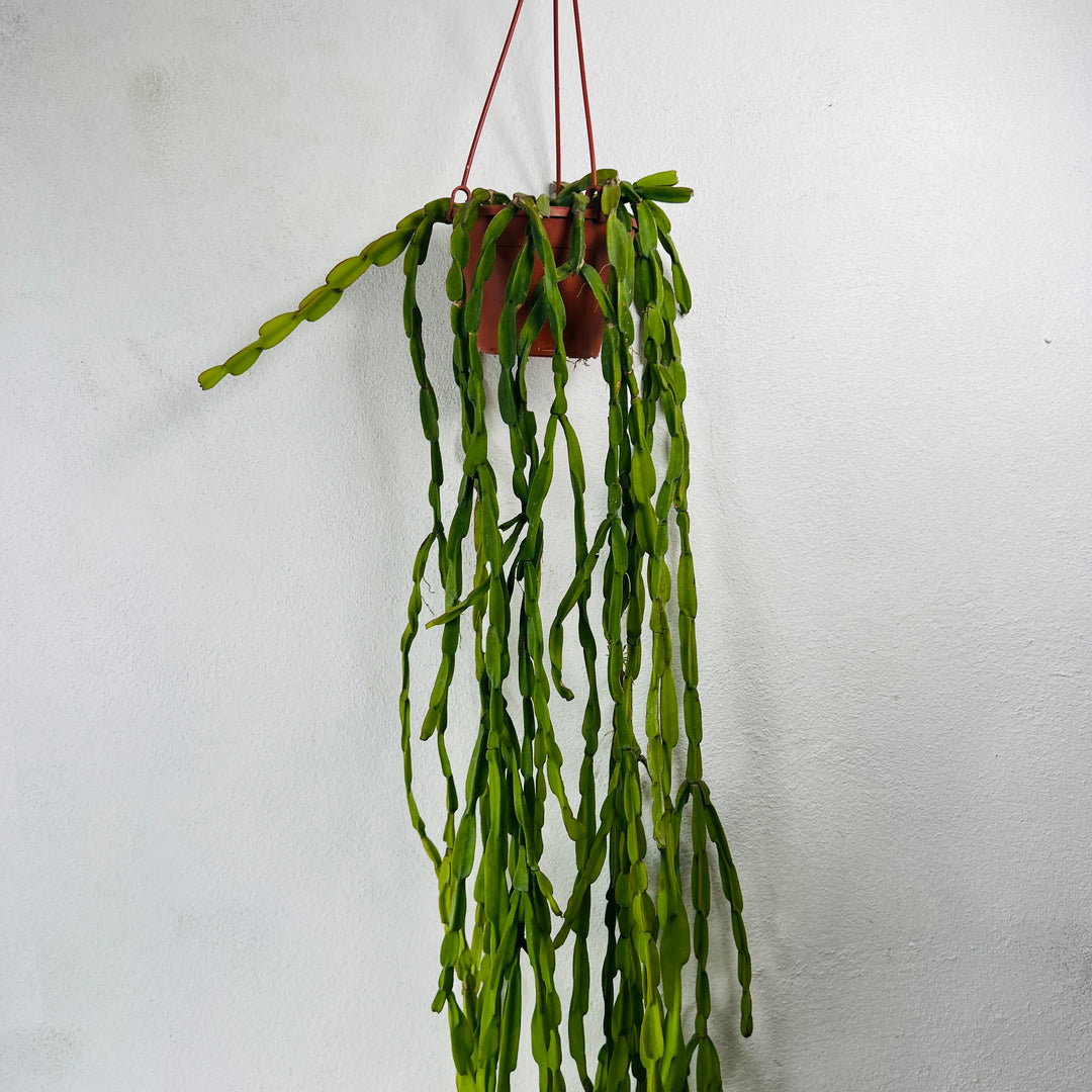 Rhipsalis Paradoxa