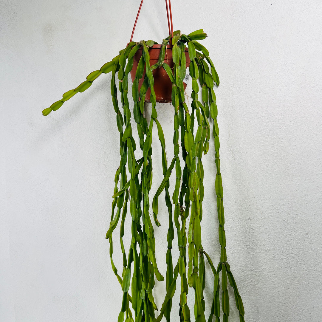 rhipsalis hanging plant Rhipsalis paradoxa – Trailing Chain Cactus