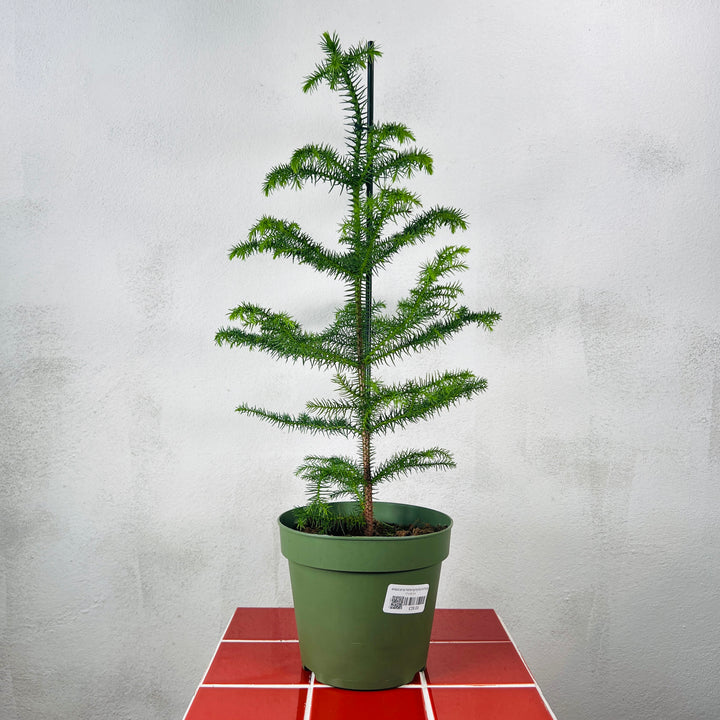 Araucaria Heterophylla-Norfolk Island Pine