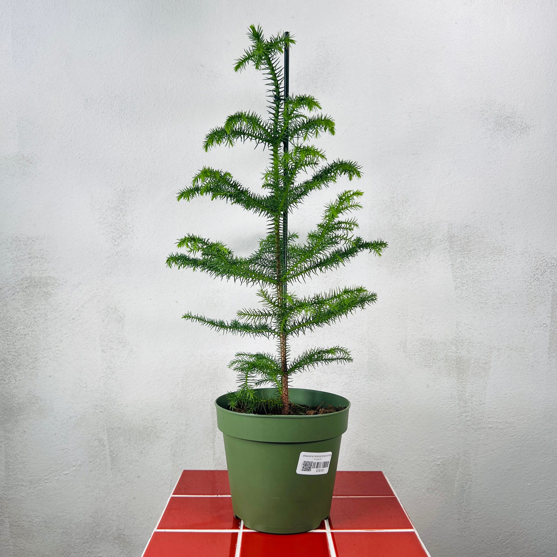 araucaria plant indoor Norfolk Island Pine – Araucaria heterophylla