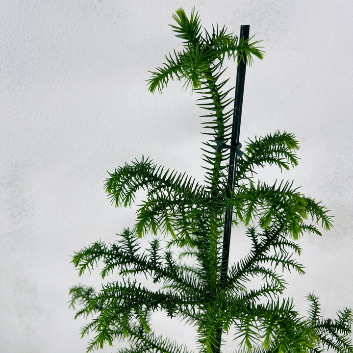 Araucaria Heterophylla-Norfolk Island Pine