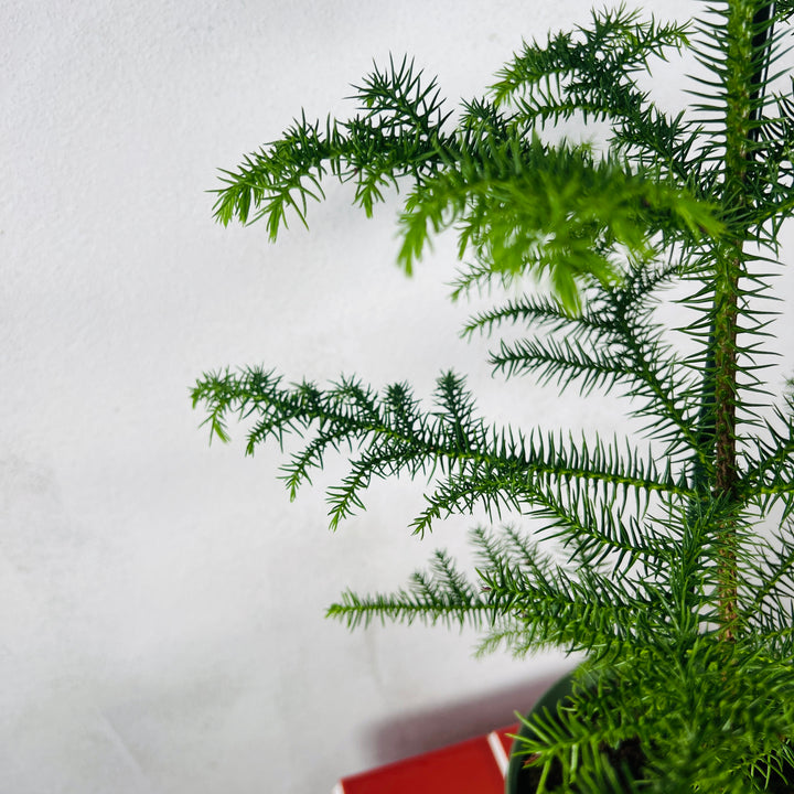 Araucaria Heterophylla-Norfolk Island Pine