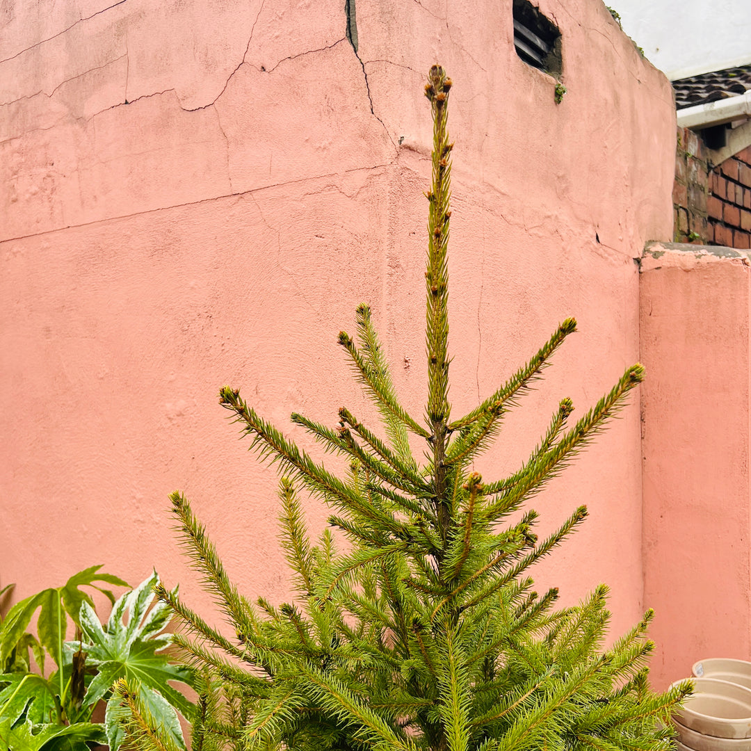 Picea abies - Norway Spruce