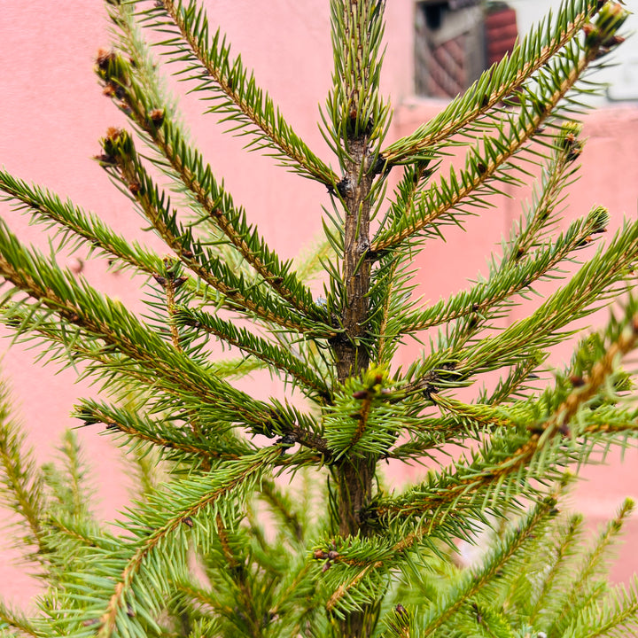 Picea abies - Norway Spruce
