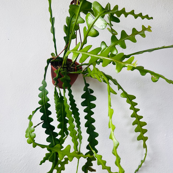 Epiphyllum Anguliger - Fishbone Cacti