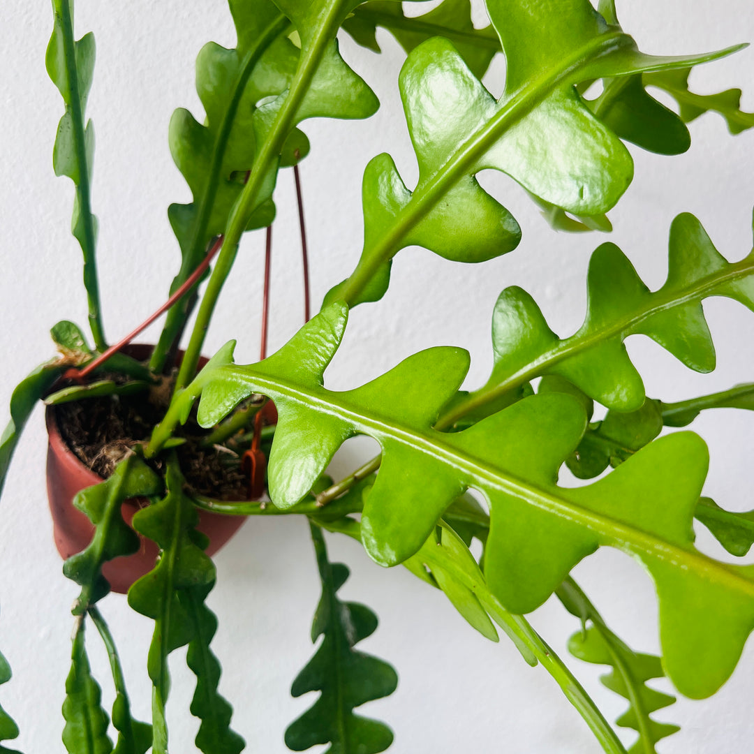 Epiphyllum Anguliger - Fishbone Cacti