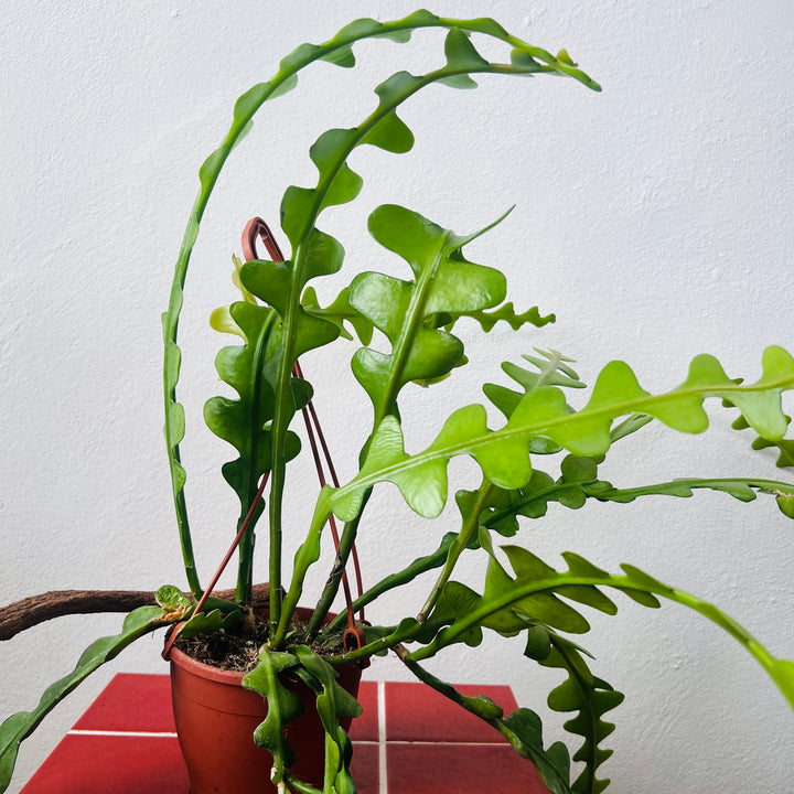 Epiphyllum Anguliger - Fishbone Cacti