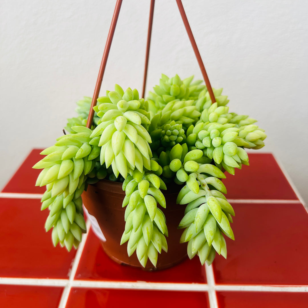 Sedum Burrito - Burrows Tail -Donkey Tail