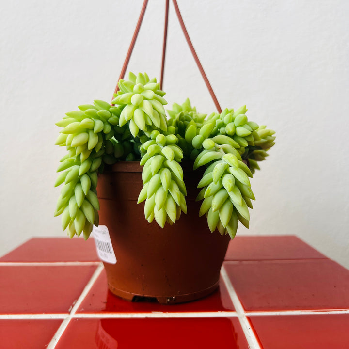 Sedum Burrito - Burrows Tail -Donkey Tail