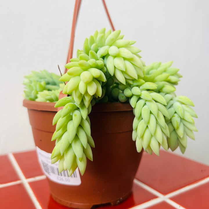 Sedum Burrito - Burrows Tail -Donkey Tail