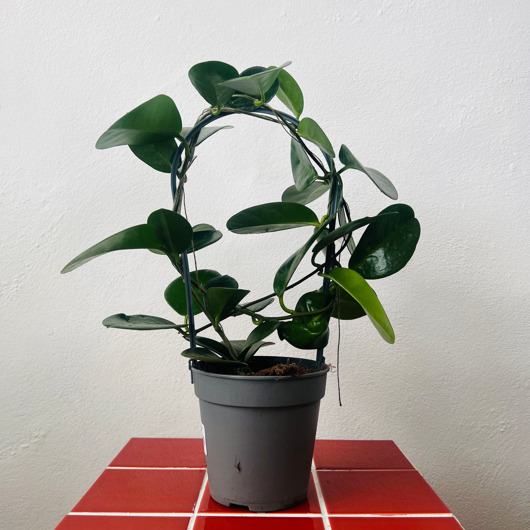 wax flower indoor plant Hoya australis