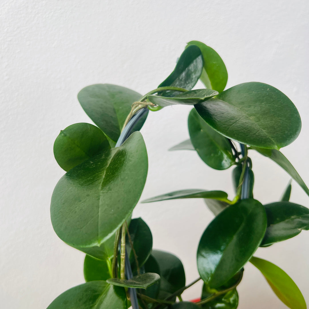 Hoya australis - Wax Flower