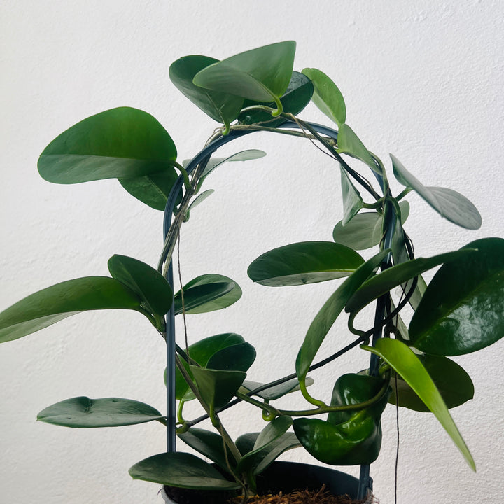 Hoya australis - Wax Flower
