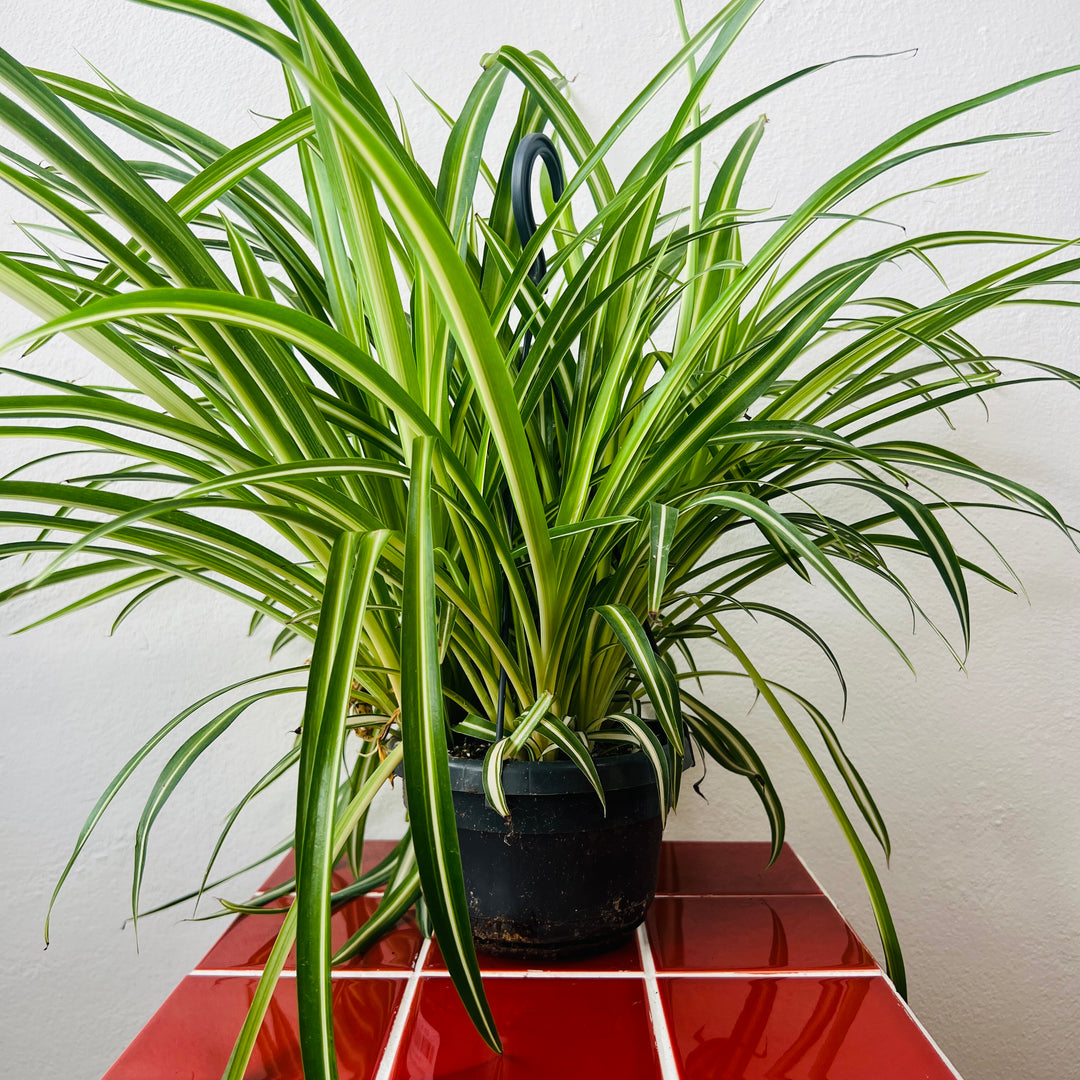 Chlorophytum Comosum 'variegatum' - Spider plant