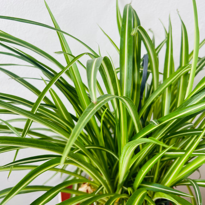Chlorophytum Comosum 'variegatum' - Spider plant