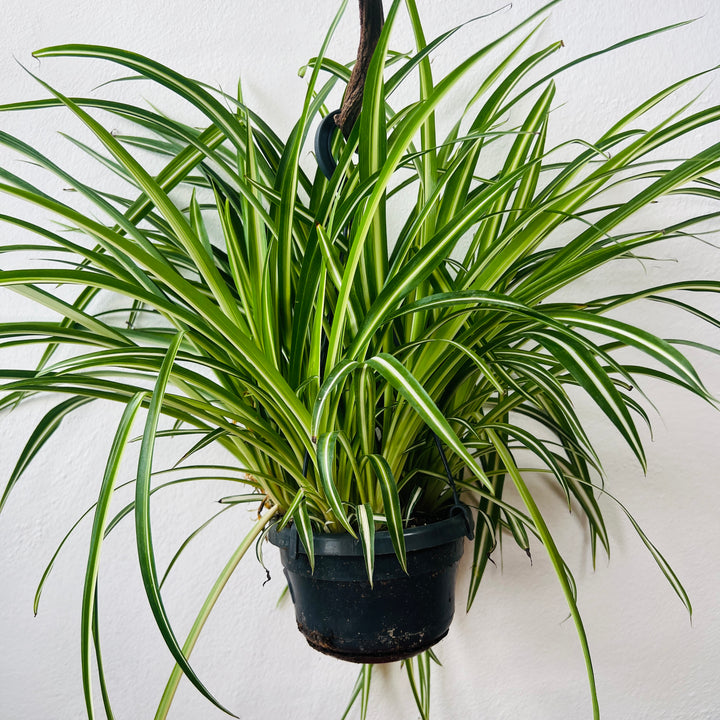 Chlorophytum Comosum 'variegatum' - Spider plant