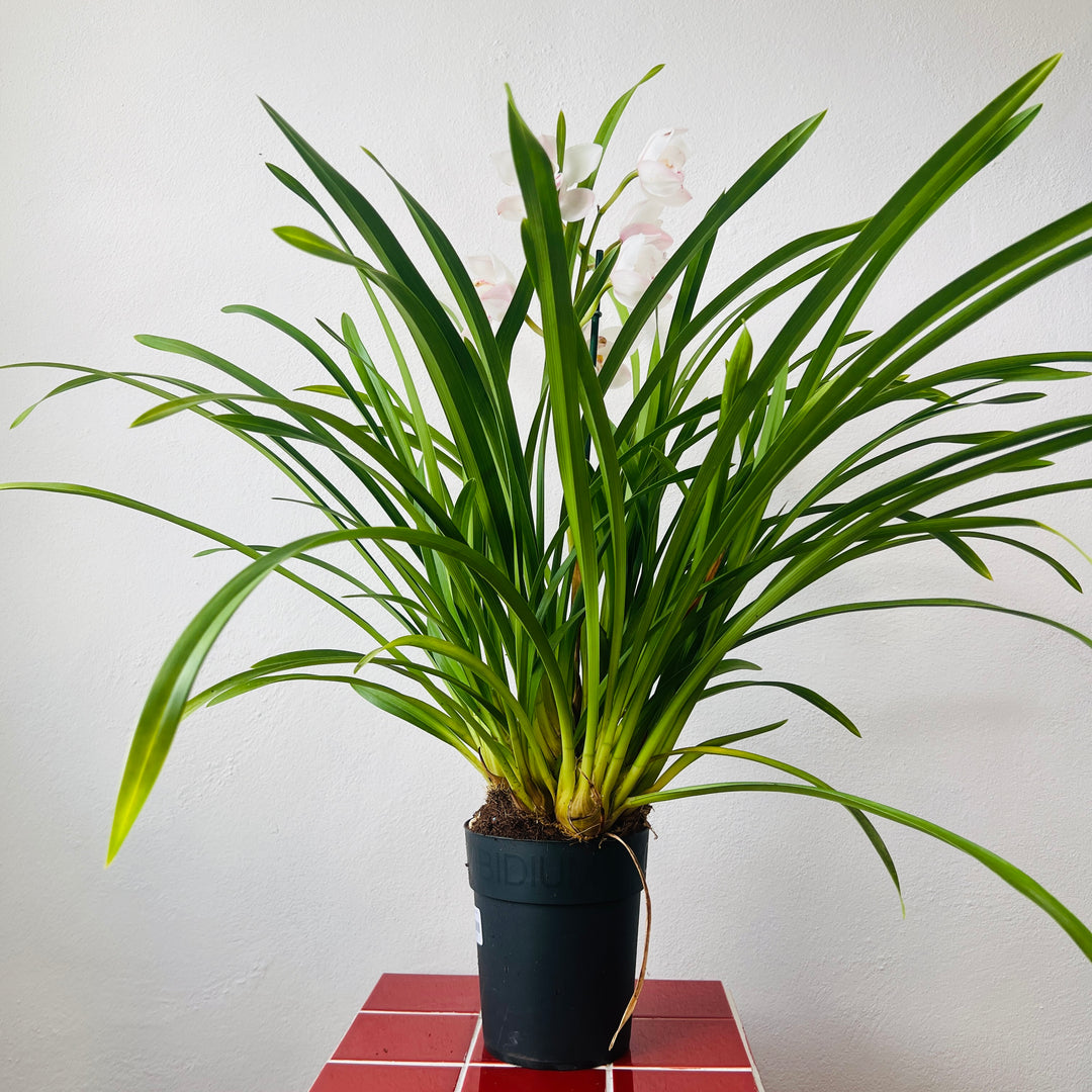 Cymbidium - boat orchid