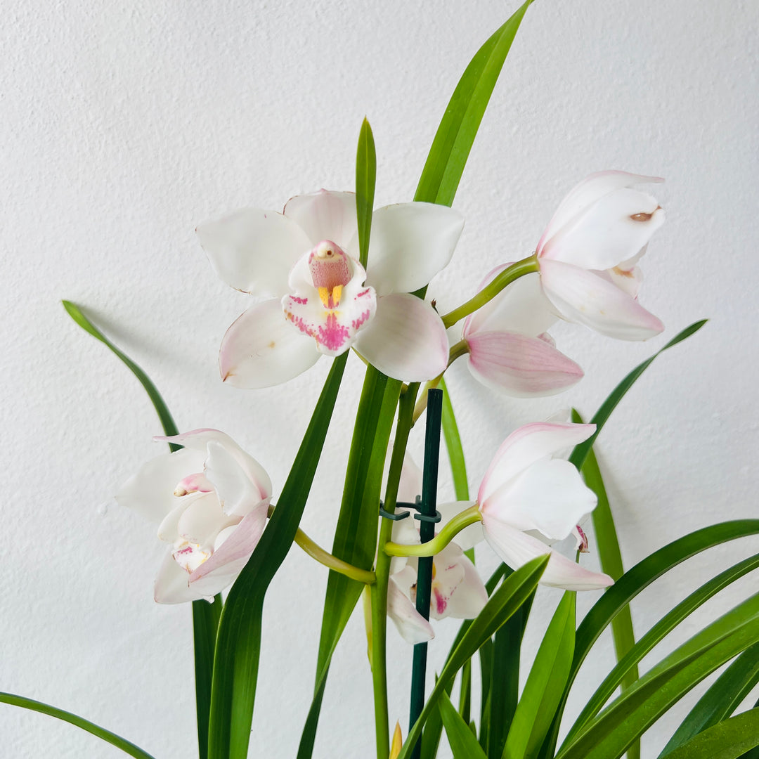 Cymbidium - boat orchid