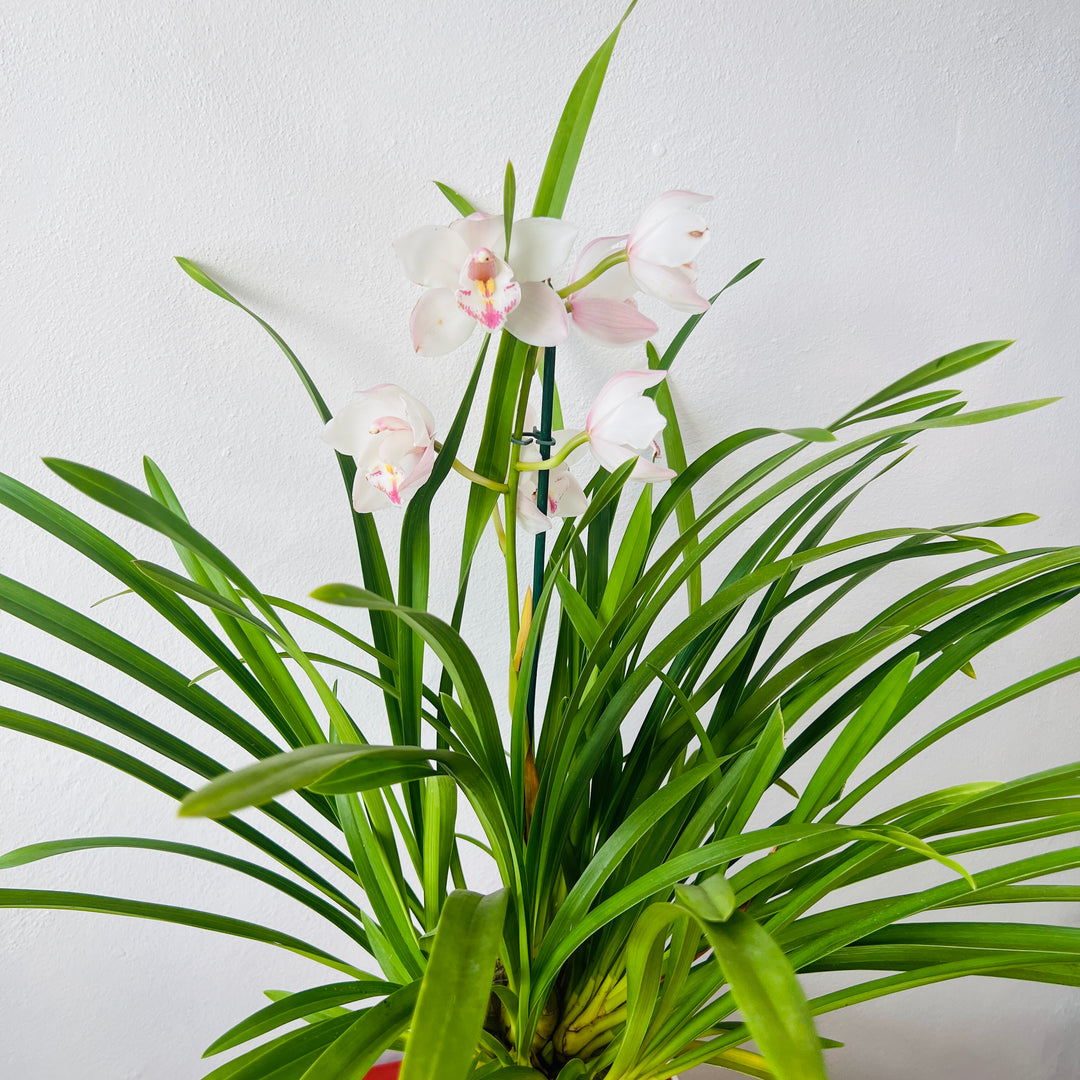 Cymbidium - boat orchid