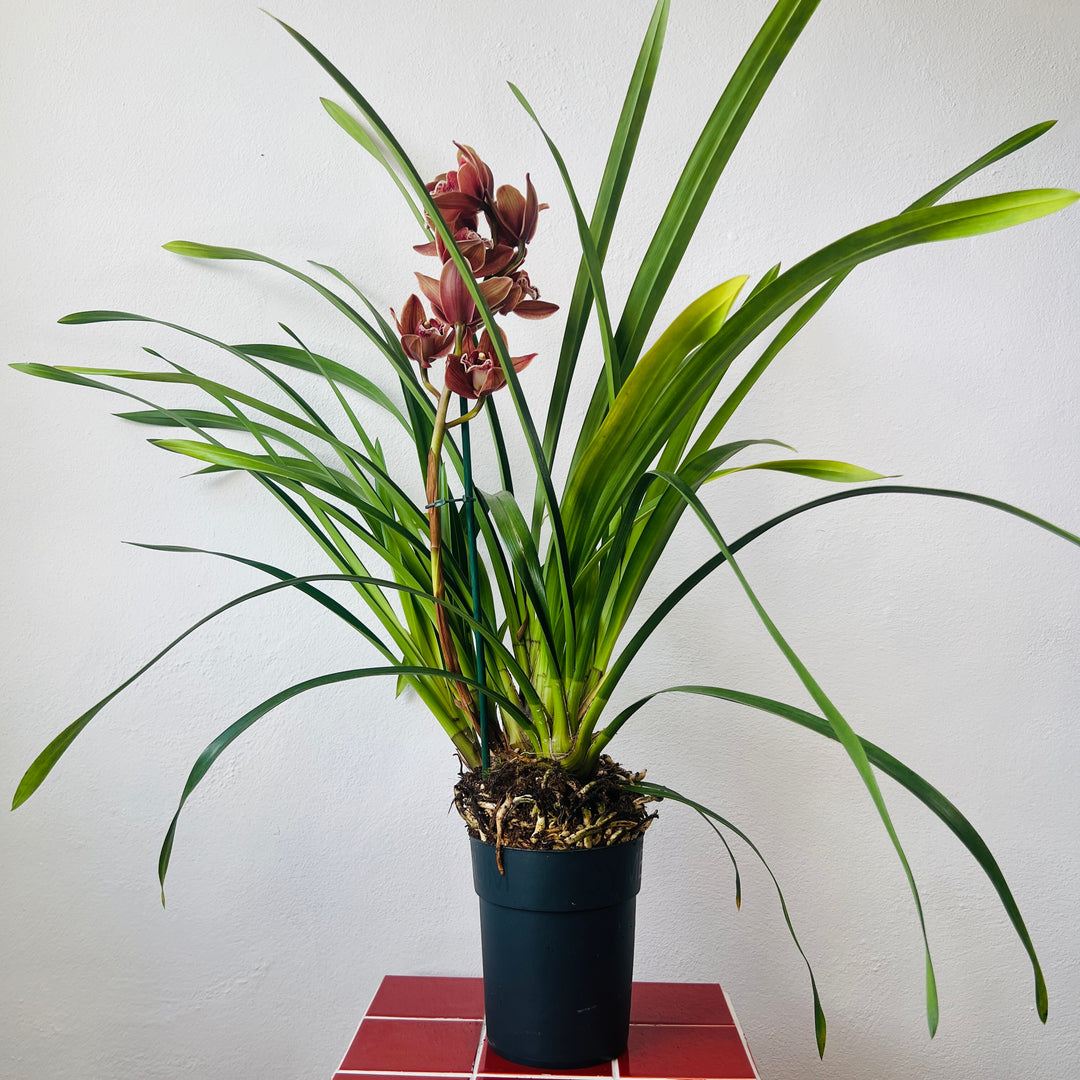 Cymbidium - boat orchid