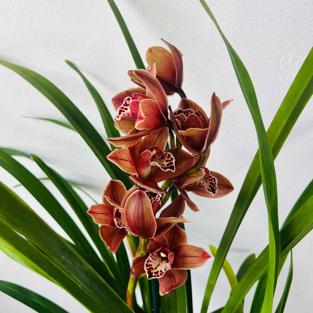 Cymbidium - boat orchid