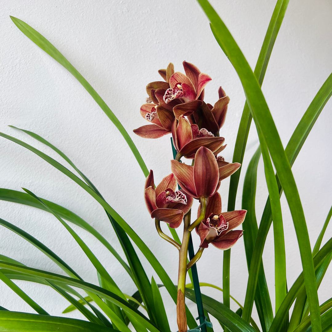Cymbidium - boat orchid