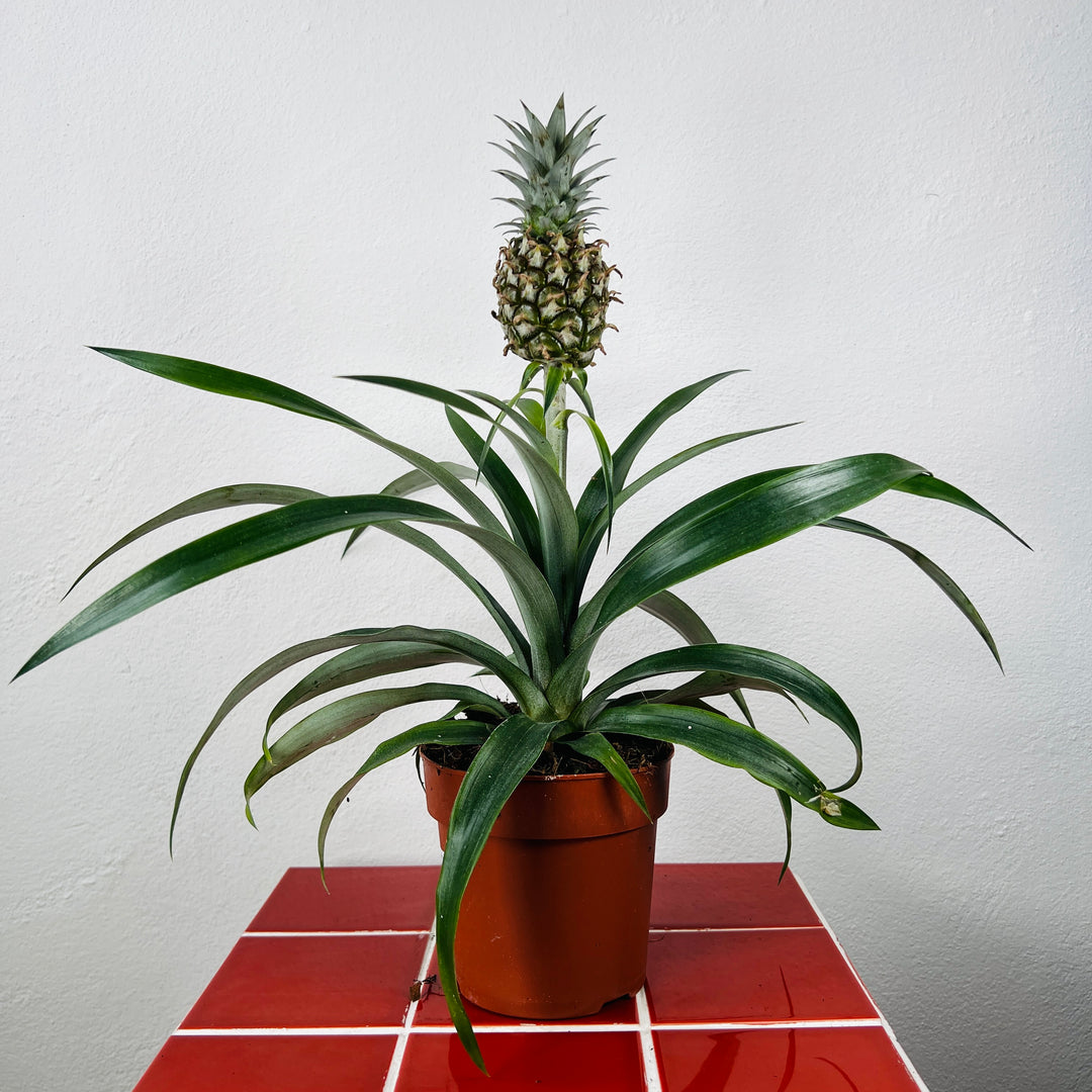 Ananas Rosita- Ornamental Pineapple Plant