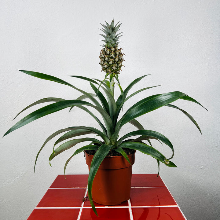 Ananas Rosita- Ornamental Pineapple Plant