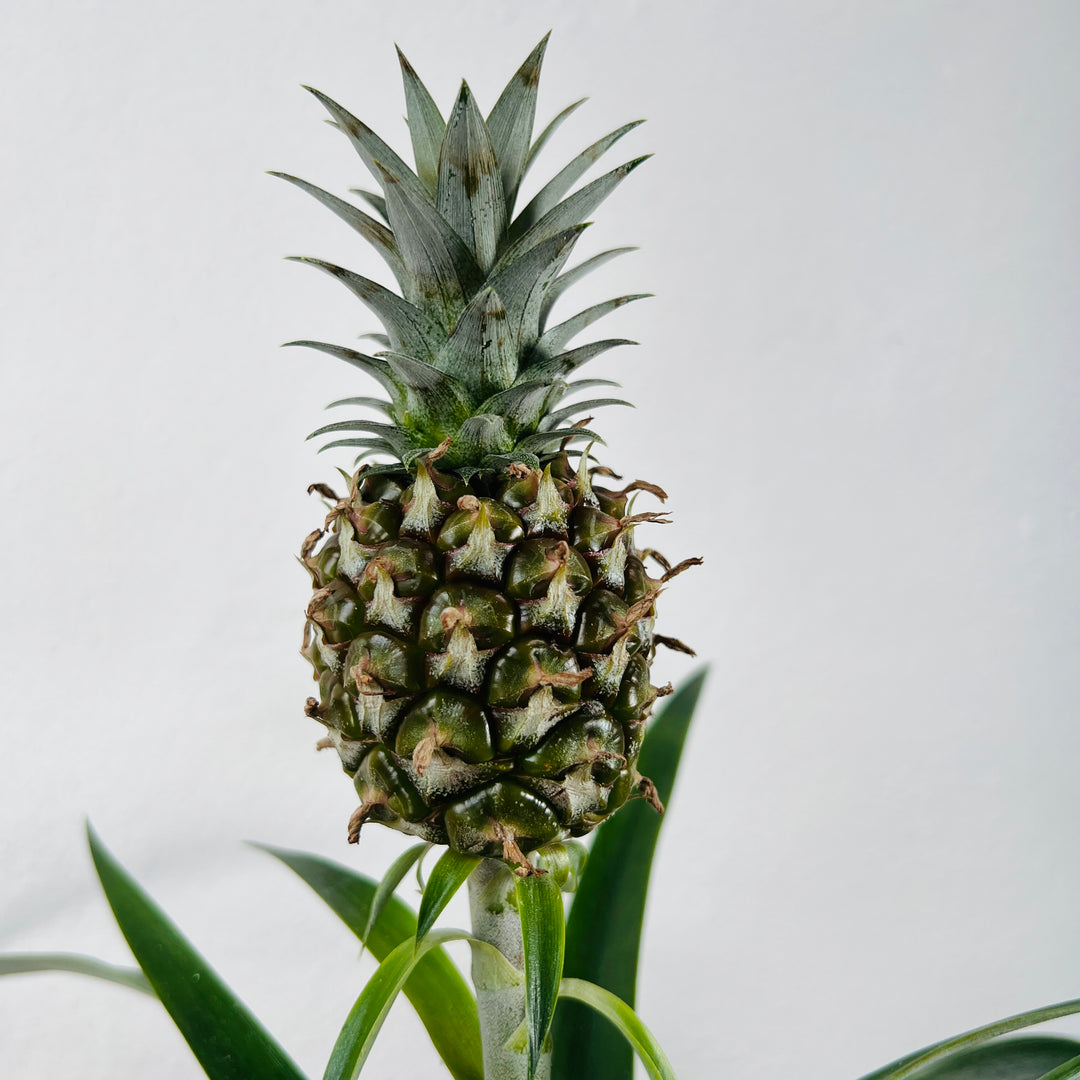 Ananas Rosita- Ornamental Pineapple Plant