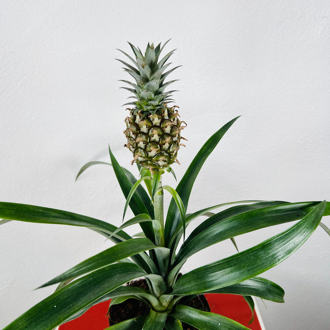 Ananas Rosita- Ornamental Pineapple Plant