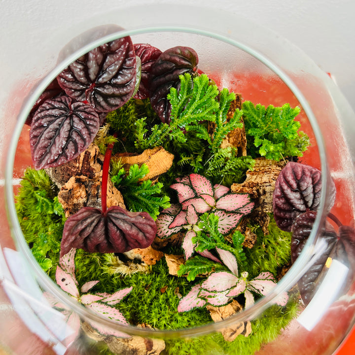 Plant.Studio 'Pretty in Pink' Terrarium
