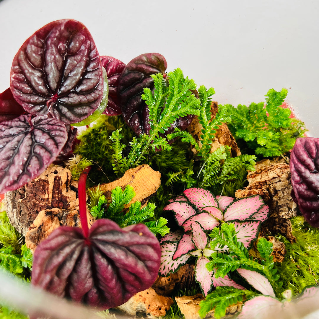 Plant.Studio 'Pretty in Pink' Terrarium