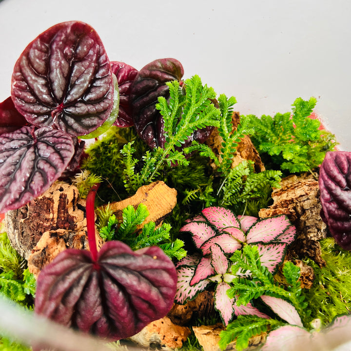 Plant.Studio 'Pretty in Pink' Terrarium