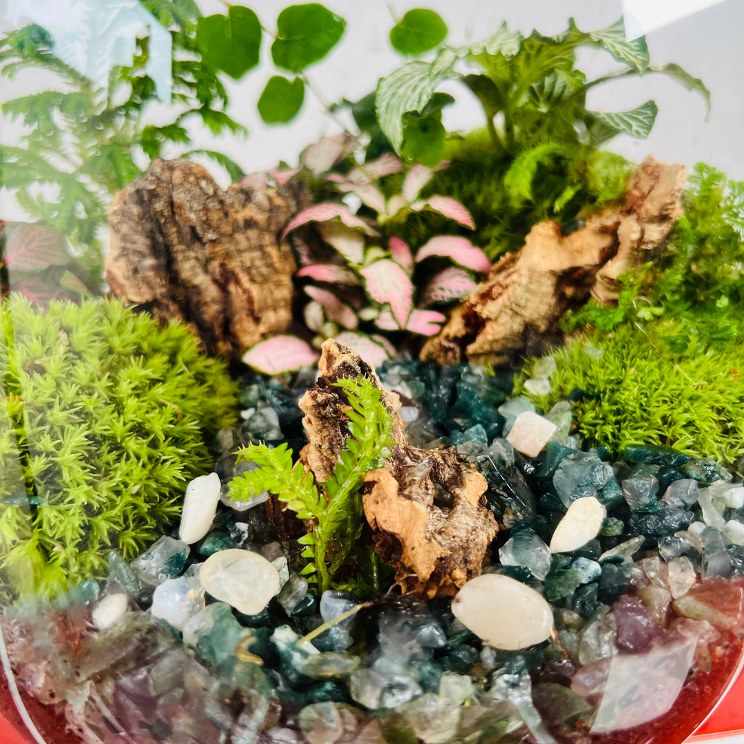 Plant.Studio 'Lands End' Terrarium