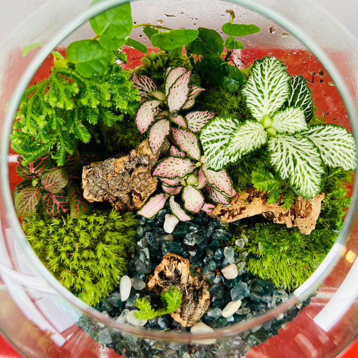 Plant.Studio 'Lands End' Terrarium